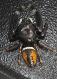 Bright Jumper